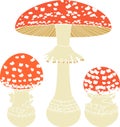 Fly Agaric Amanita Muscaria Mushrooms Isolated On White